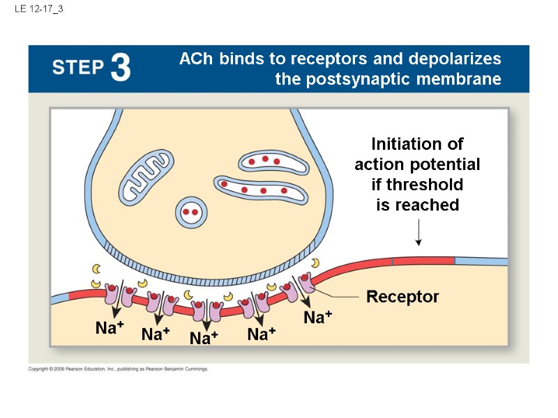 LE 12-17_3 Na+ ACh binds to receptors and depolarizes the postsynaptic membrane Na+ Na+